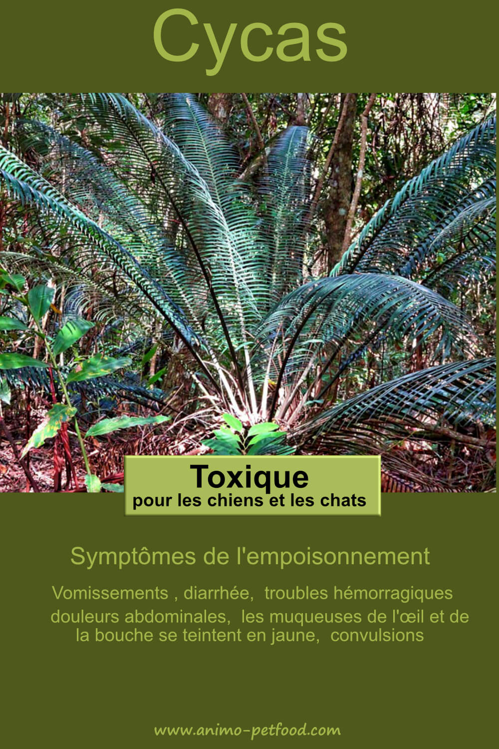 Cycas plantes toxiques pour le chien et le chat